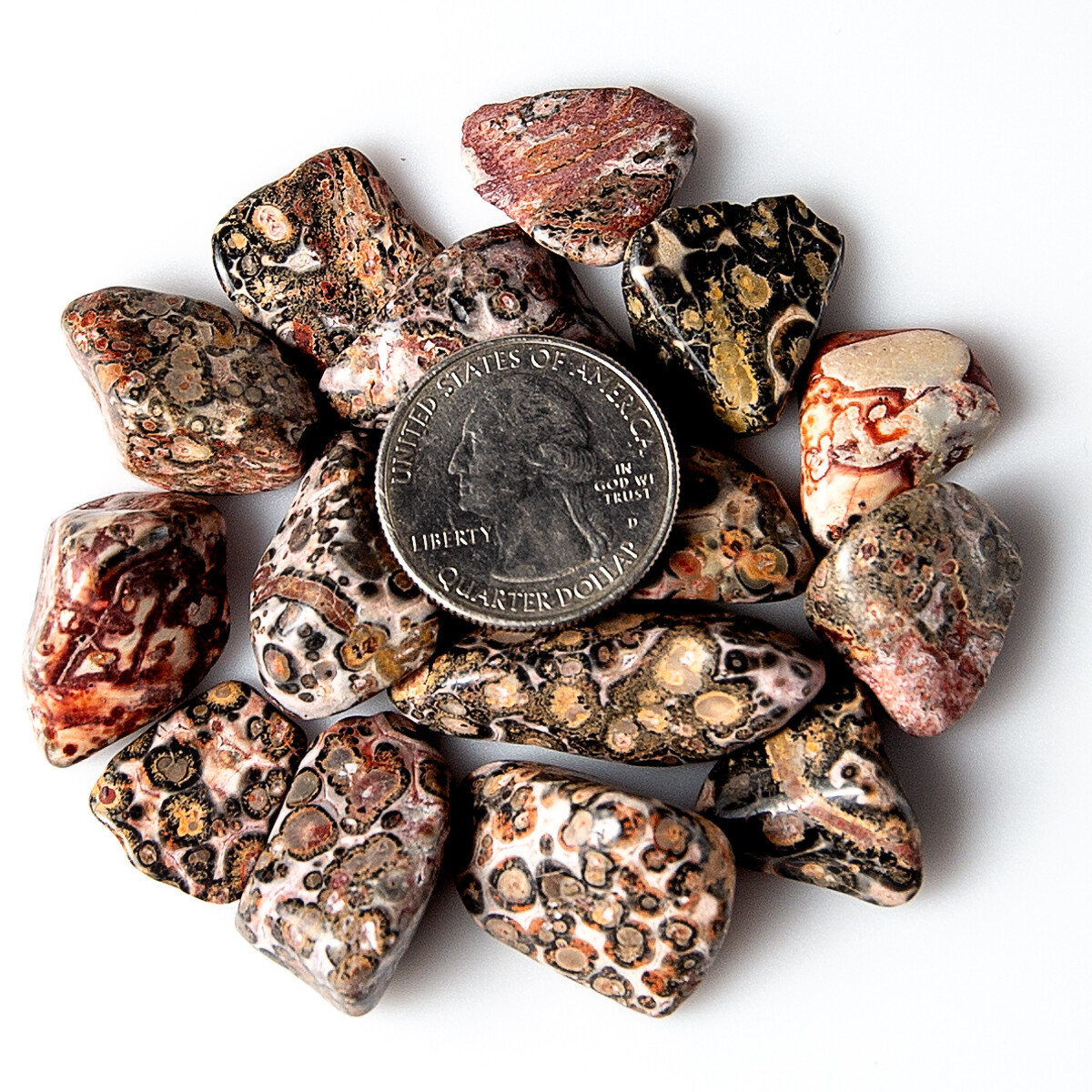 1/2 lb Tumbled Leopard Skin Jasper Gemstone Crystals 60-80 Stones Rock Specimens