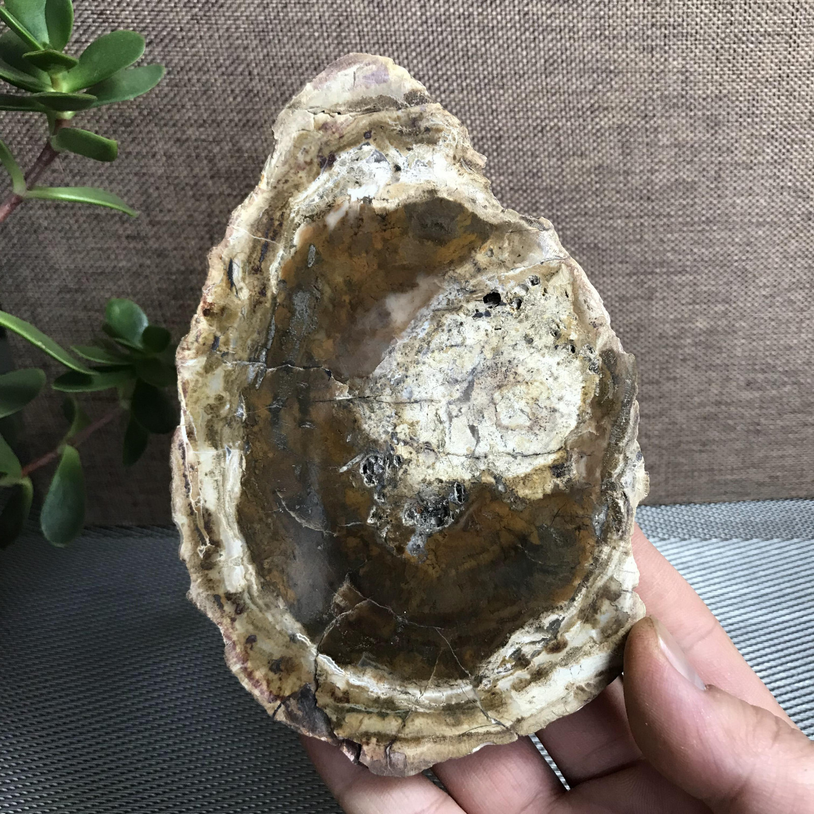 Top 148mm Natural Petrified Wood Crystal Rough Slice Madagascar 361g A1409