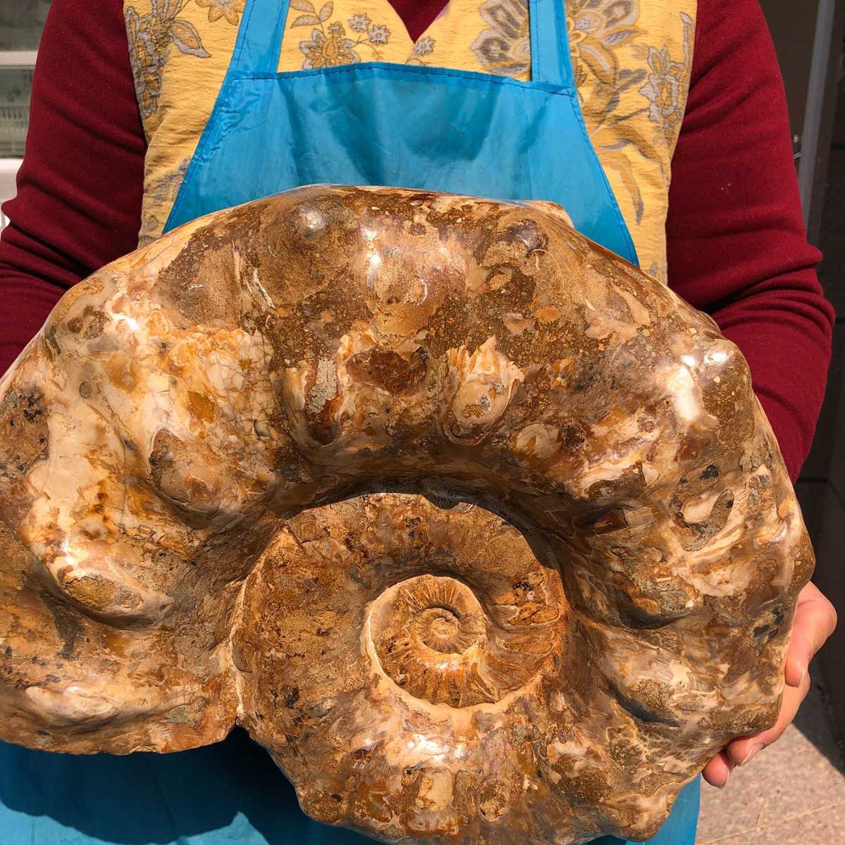 21.93LB Large Natural Beautiful Ammonite Fossil Conch Crystal Specimen Healing