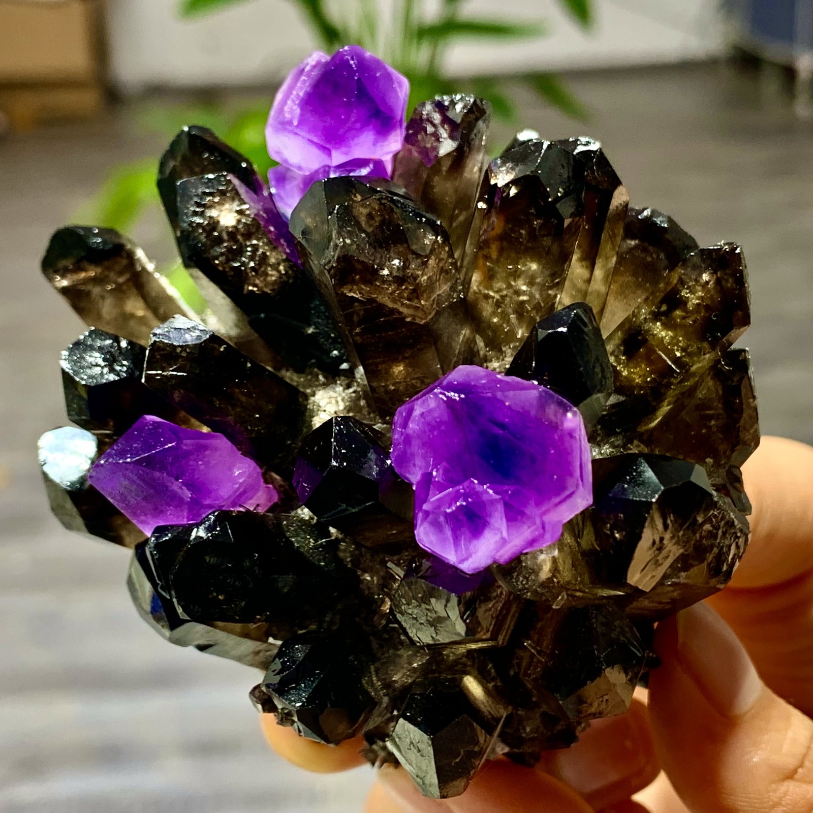 320G New Find black+purple Phantom Quartz Crystal Cluster Mineral Specimen