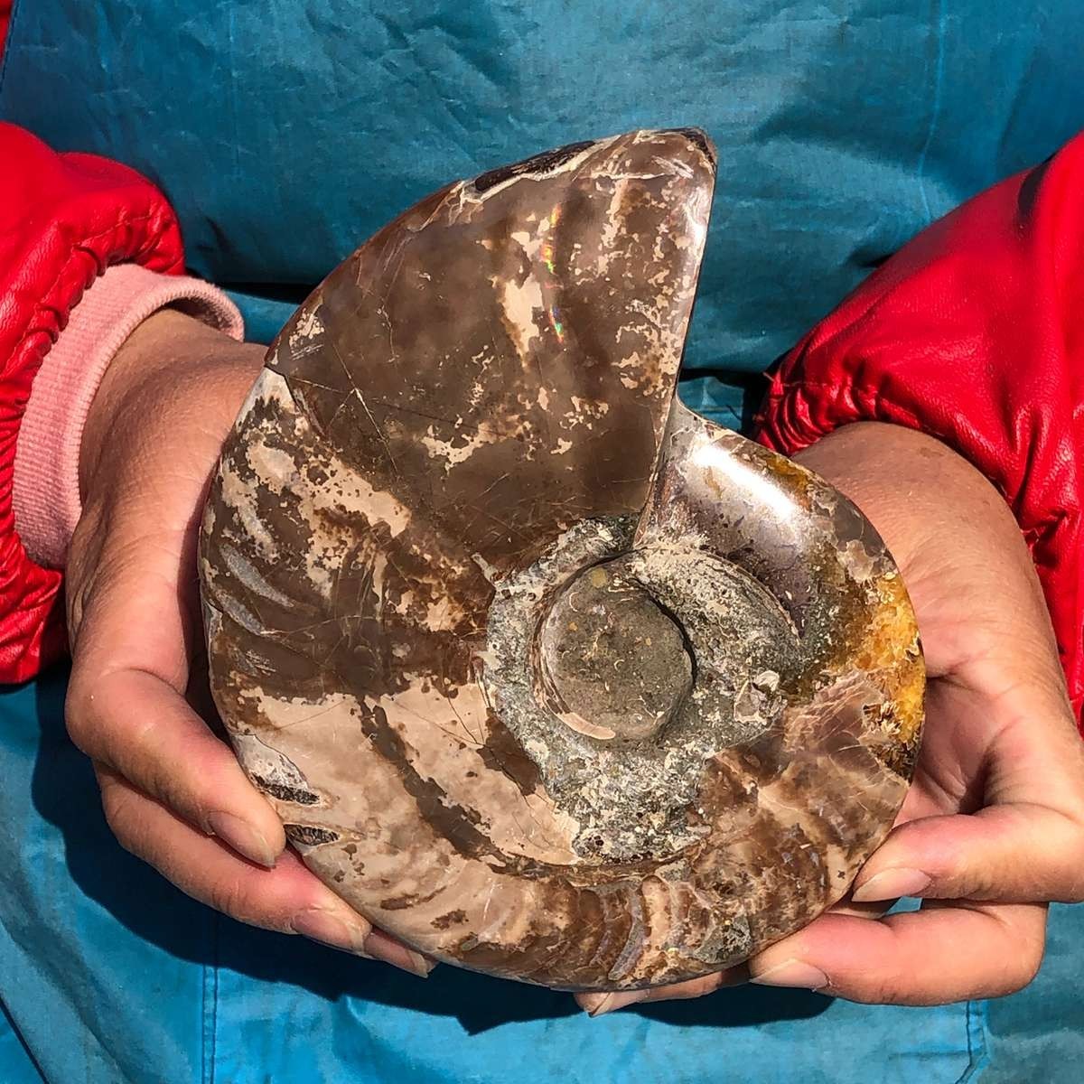 2pcs 3.65LB Natural Horn Screw Fossil Ammonite Conch Crystal Specimen Healing