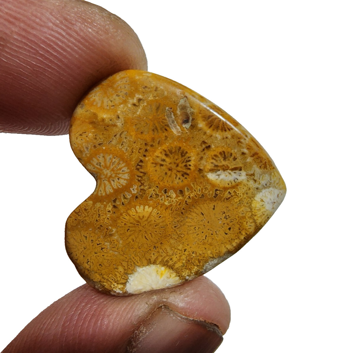 33 Crt Beautiful Yellow Fossil Coral Heart Shape Gemstone Cabochon For Jewelry