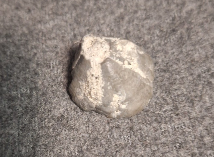 SMALL approx 1″ Trilobite Fossil found in Folly Beach,Charleston South Carolina