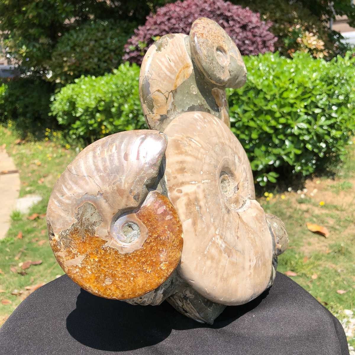 14.71LB Rarem Natural Tentacle Ammonite Fossil Specimen Shell Healing Madagas