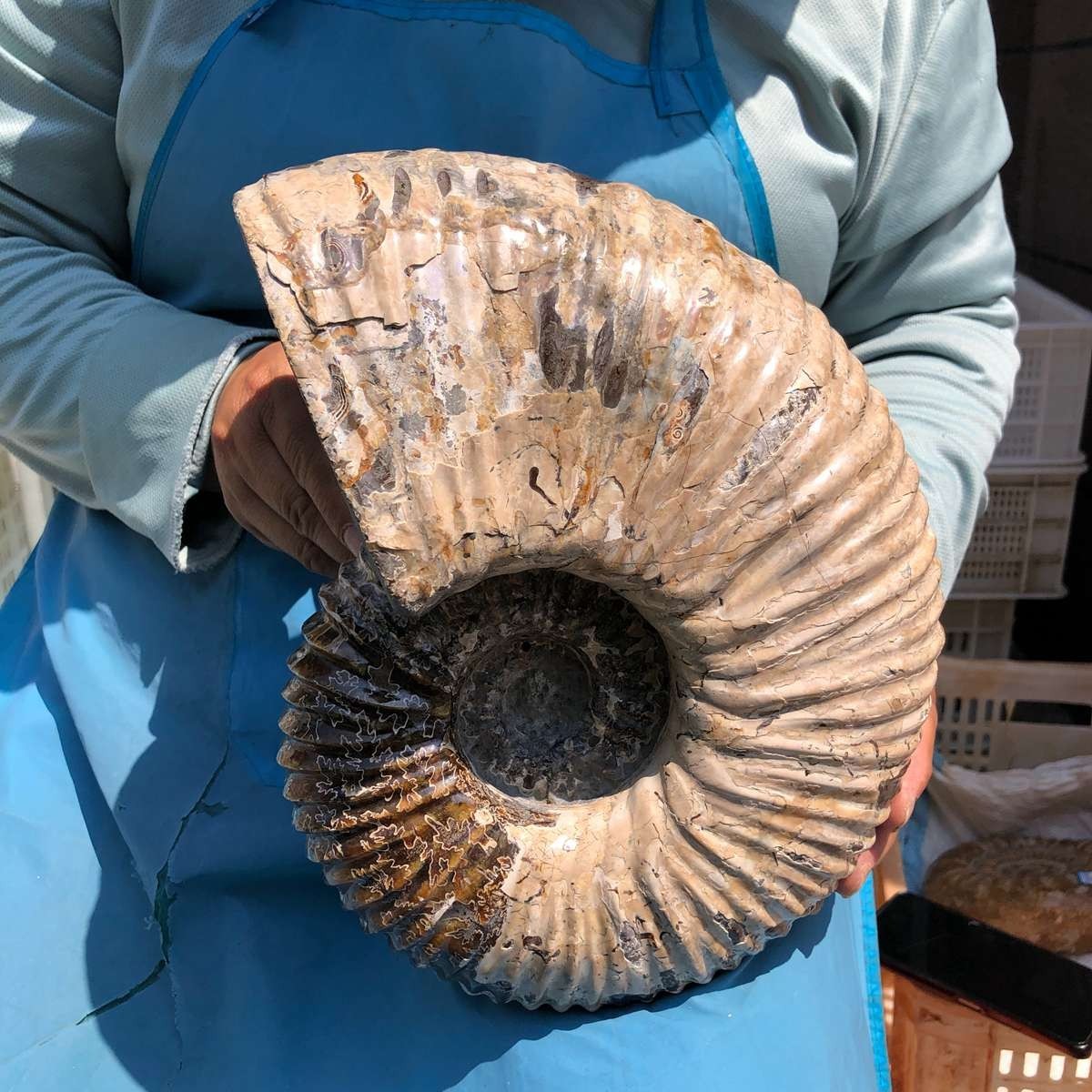 17.75LB Natural Beautiful Ammonite Fossil Conch Crystal Specimen Healing 5386