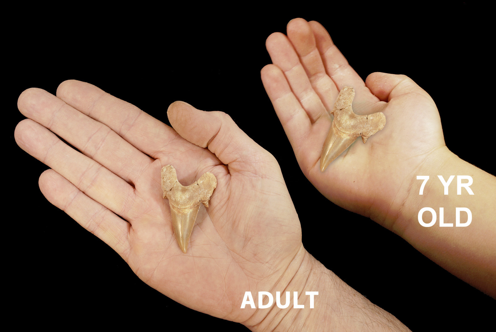 Shark Tooth Fossils 1 1/2″ Morocco Healing Crystals and Fossils Third Eye Chakra