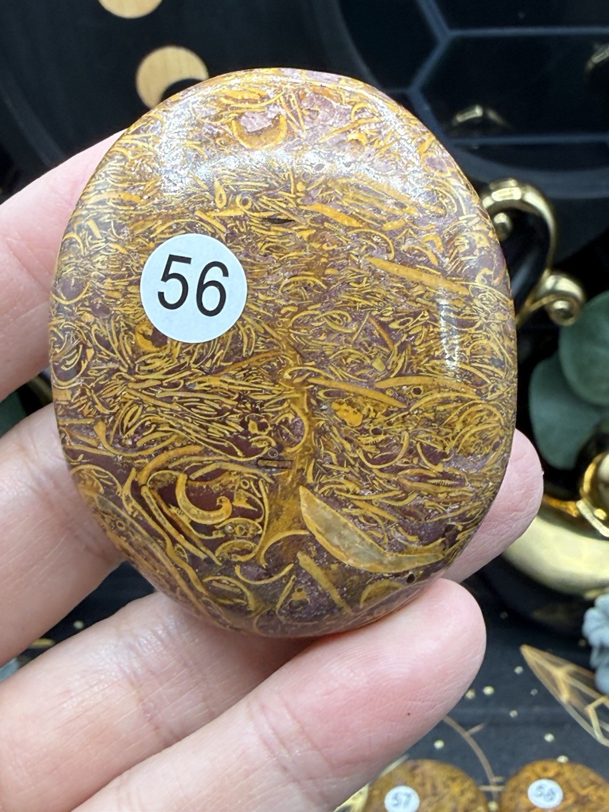 Natural Lg Calligraphy Stone Miriam fossilized shells, hematite, iron Free ship