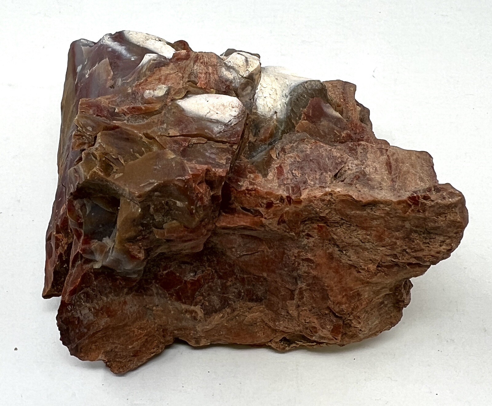 Loose Natural Stone – United States: Petrified Wood 2lb 3oz