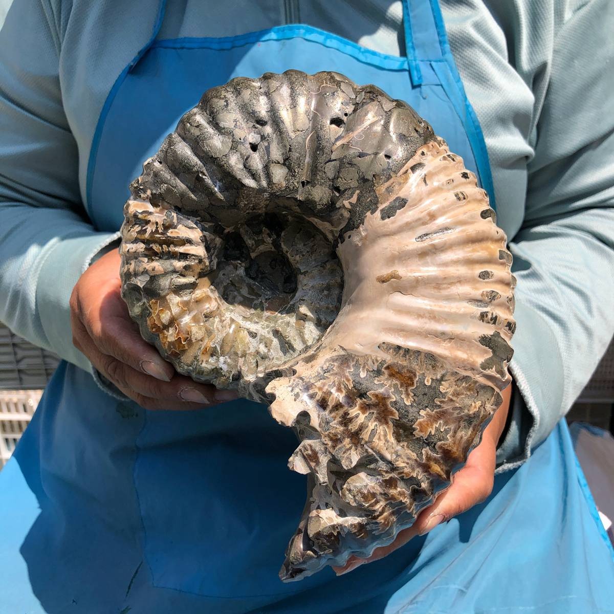 7.65LB Natural ammonite fossil conch Crystal specimen healing decor