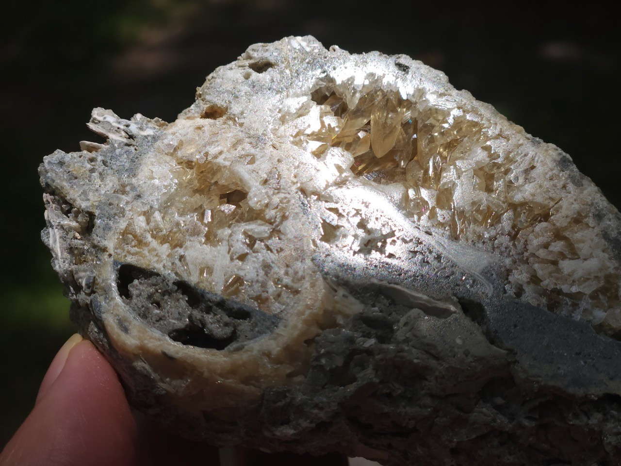 Calcite CRYSTAL WHELK Shell Fossil Rucks Pit Florida CUT POLISHED dogtooth UV