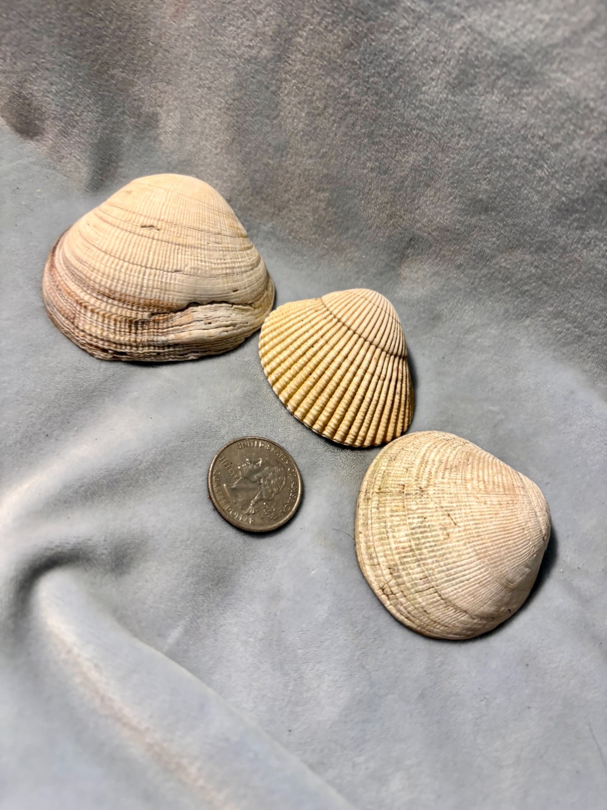 California Beach Shell Lot, Stackable Sea shells 63