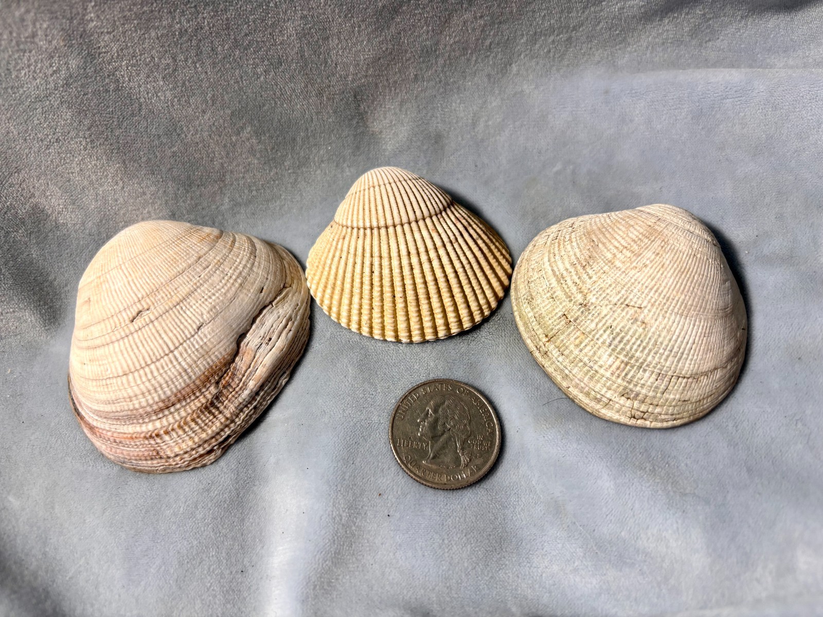 California Beach Shell Lot, Stackable Sea shells 63