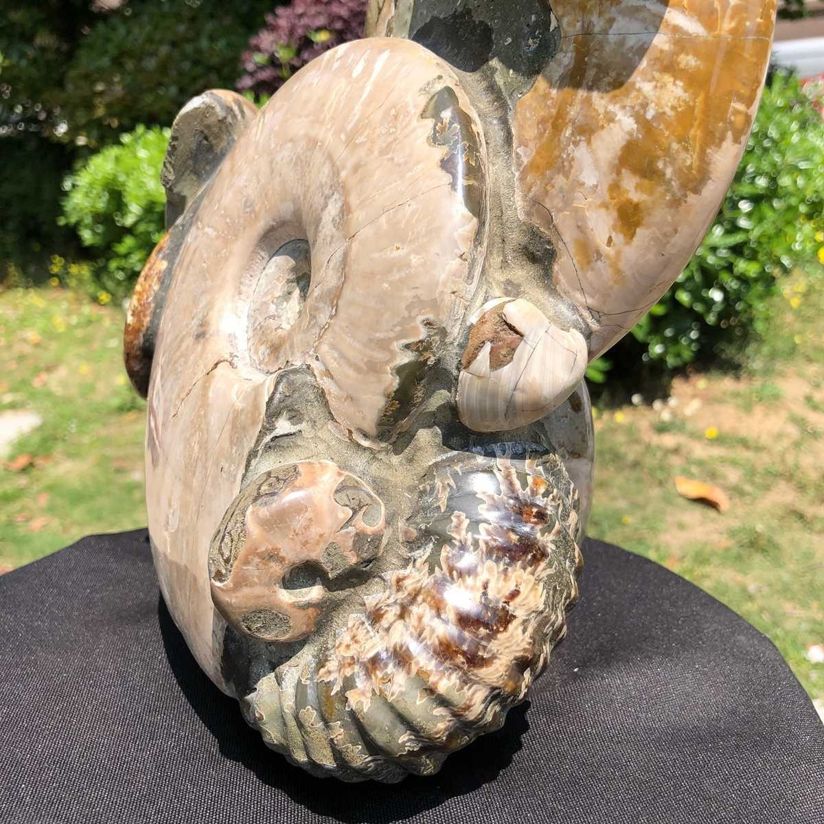 14.71LB Rarem Natural Tentacle Ammonite Fossil Specimen Shell Healing Madagas