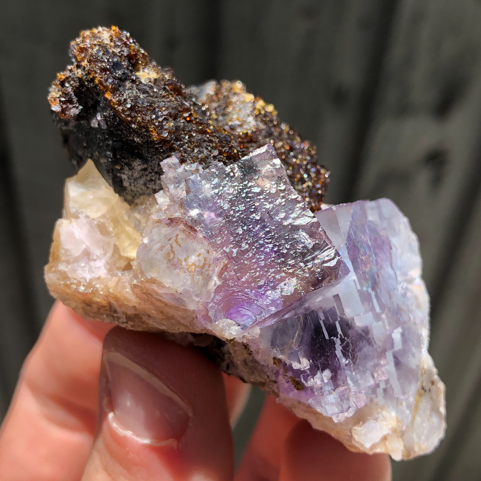 7.3cm Fluorite Crystals on Sphalerite from Minerva No. 1 Mine, Illinois, USA