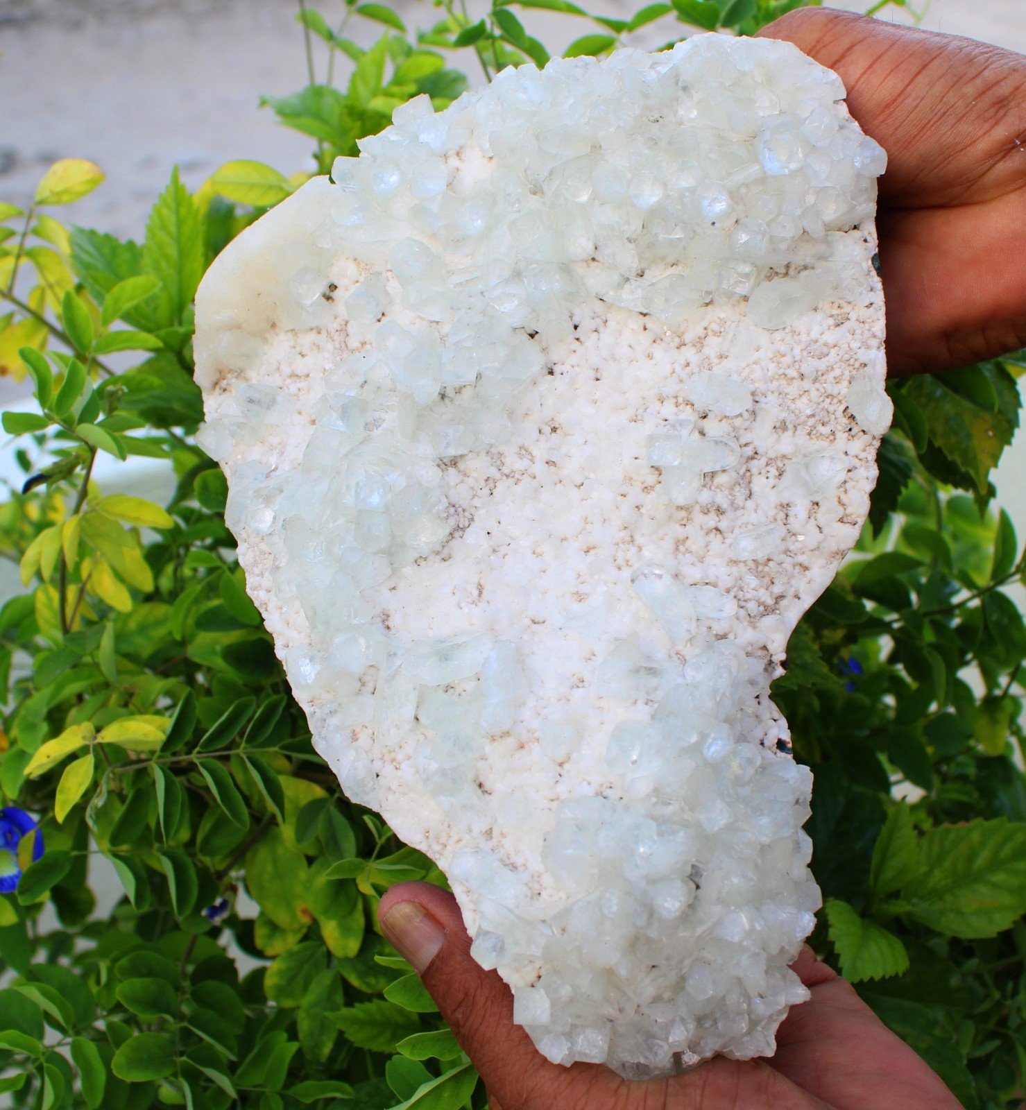 Green Apophyllite Crystals Format On Matrix Minerals Specimen