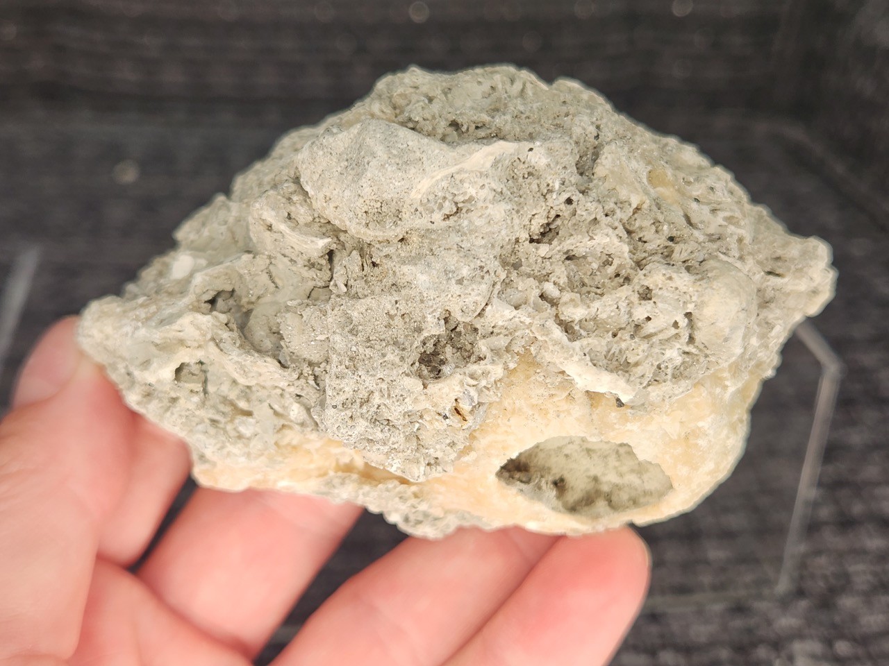 FULL Calcite CRYSTAL WHELK Shell Fossil Rucks Pit Florida dogtooth CUT POLISHED