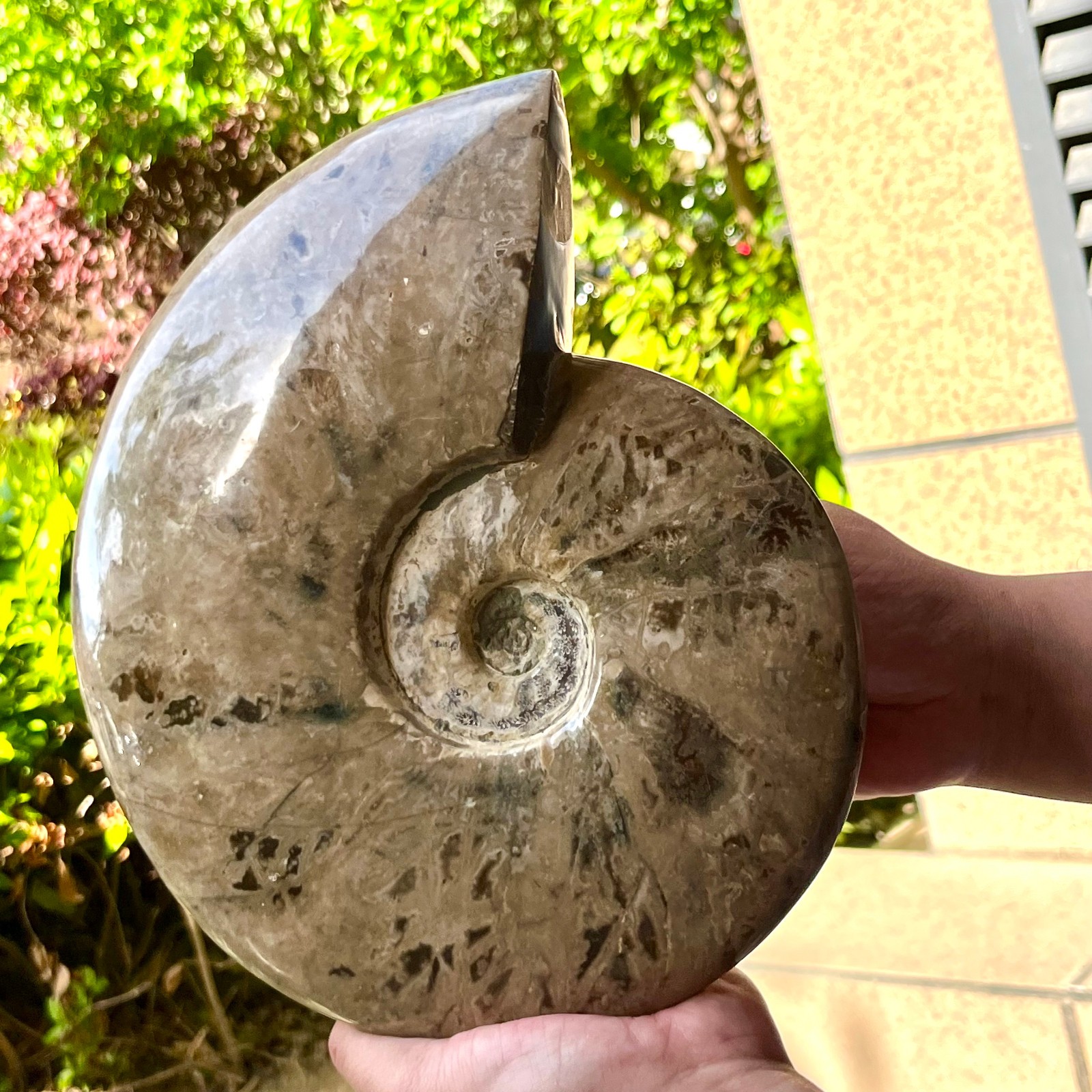 Polished Ammonite Fossil Spiral Shell Chrysanthemum Pattern Mineral 7.5 lb