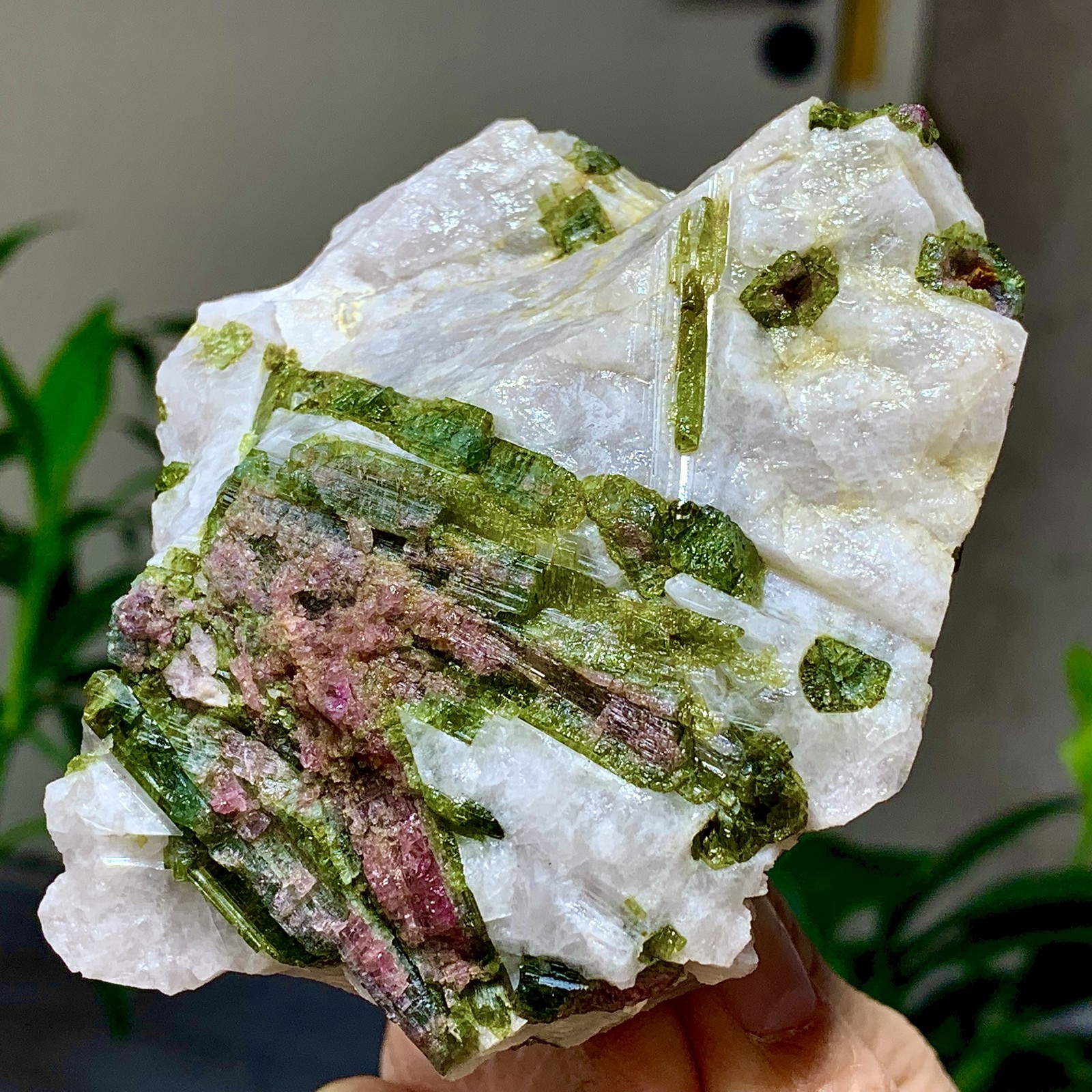 414G Natural Two tone watermelon tourmaline crystal cluster mineral specimen