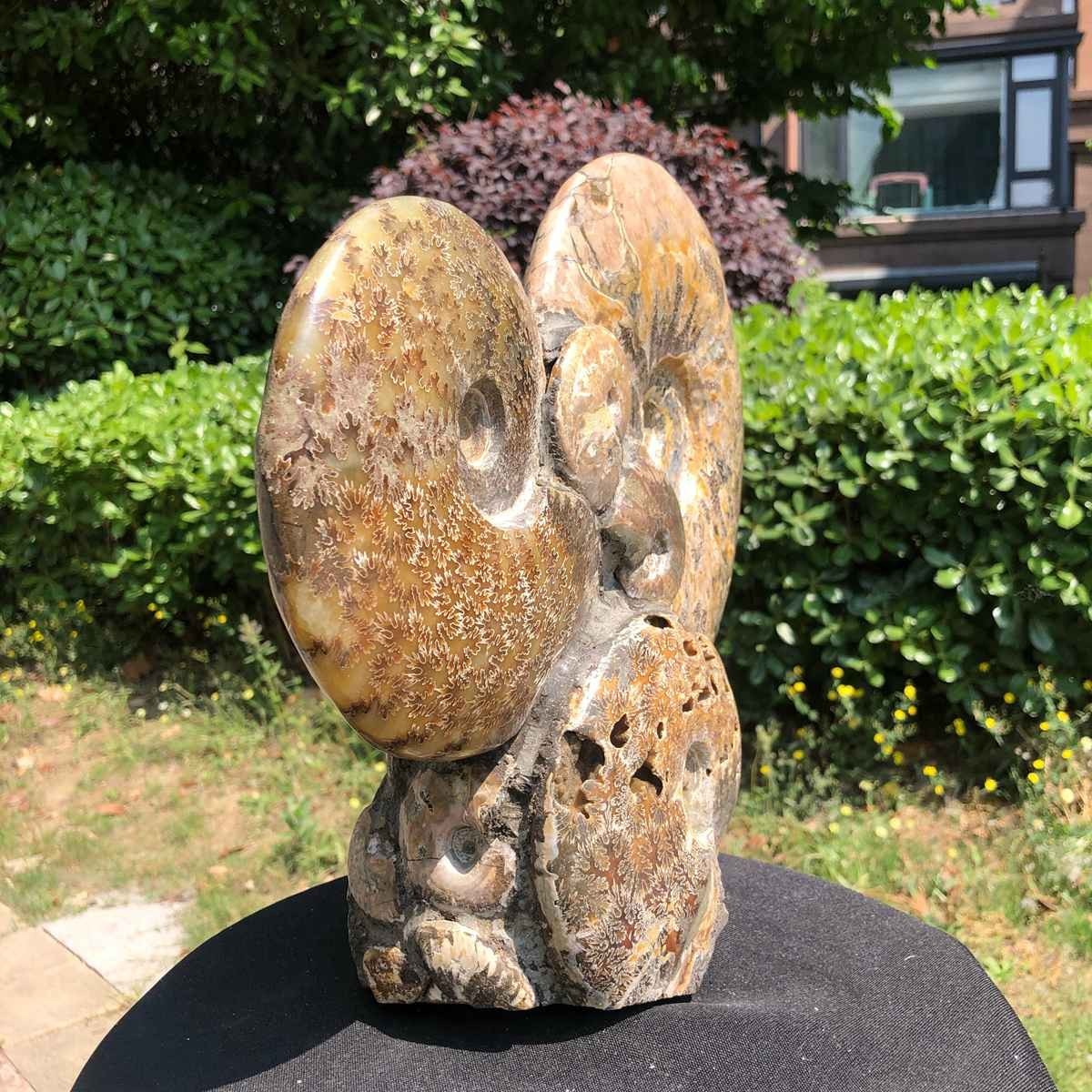 17.46LB Rarem Natural Tentacle Ammonite Fossil Specimen Shell Healing Madagas