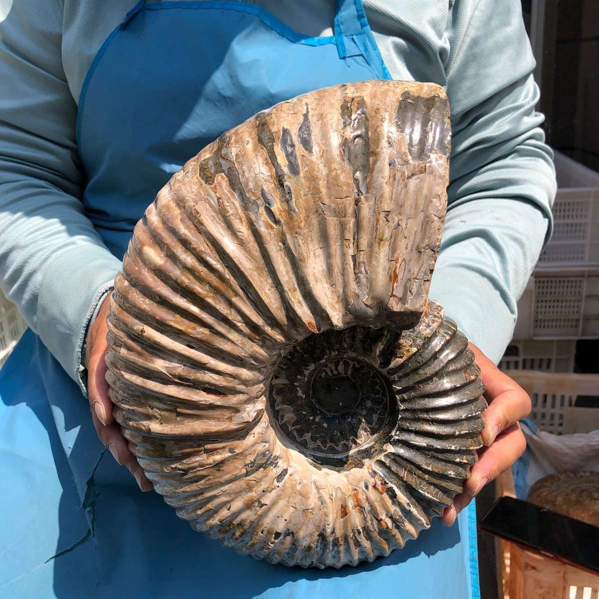 17.75LB Natural Beautiful Ammonite Fossil Conch Crystal Specimen Healing 5386