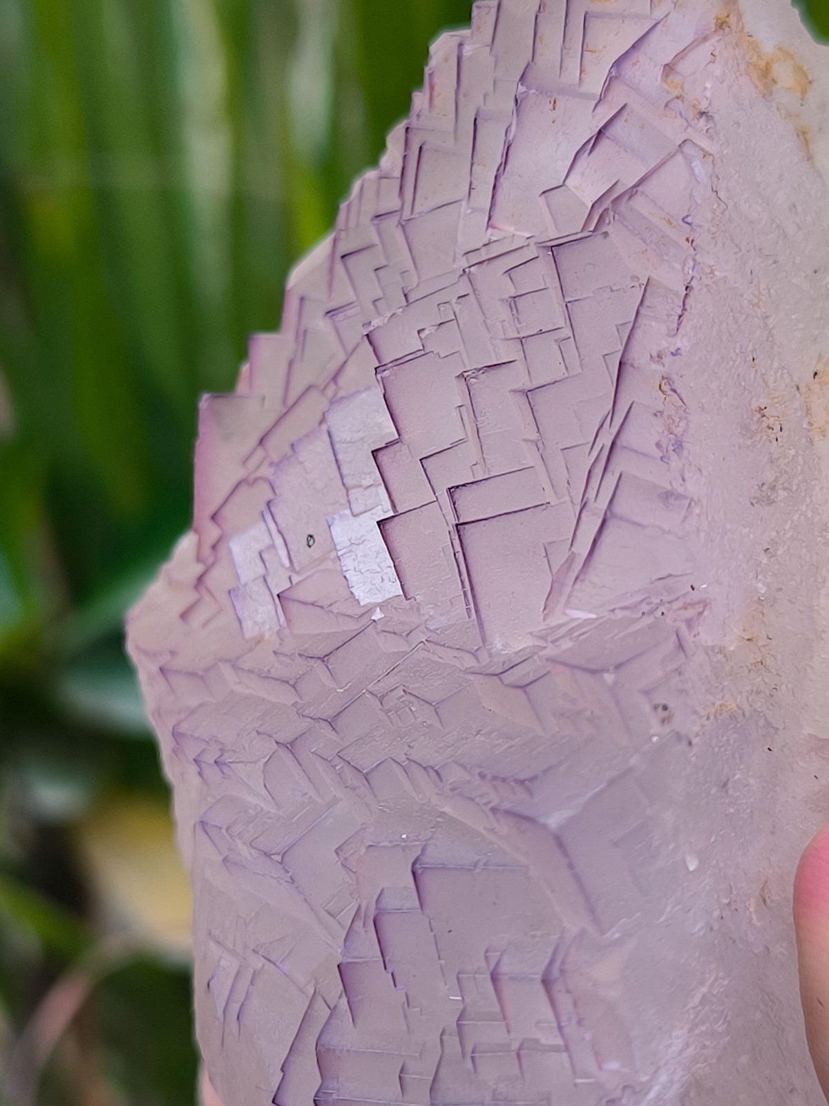 630g Natural Step Wise Cubic Fluorite Purple Lining Crystals Mineral Specimen