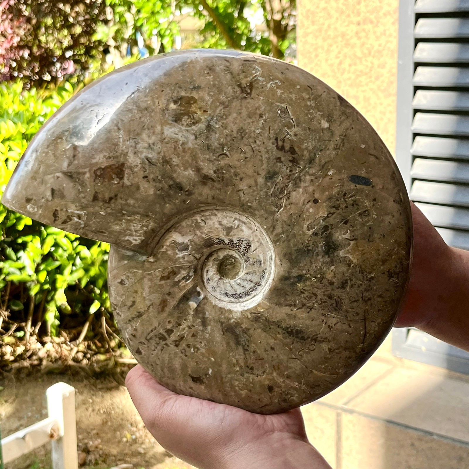 Polished Ammonite Fossil Spiral Shell Chrysanthemum Pattern Mineral 7.5 lb