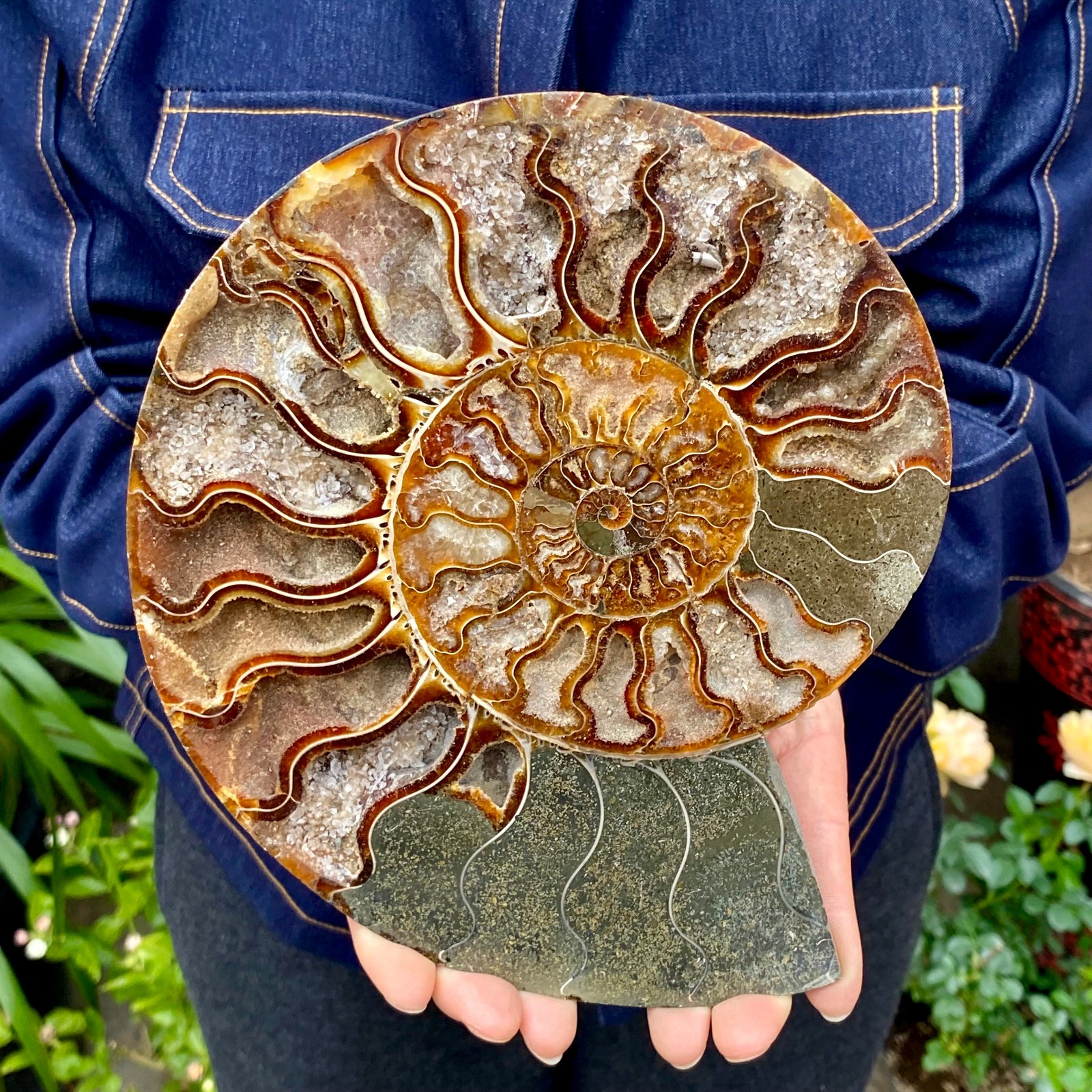 1.77LB Natural agate fossil snail shaped convex round gemstone