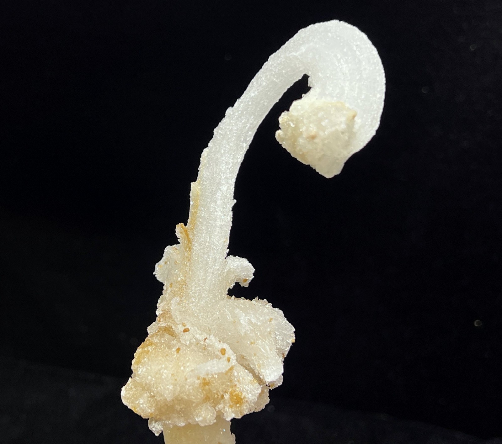 152mm Sparkling POWERFUL ‘Ram’s Horn’ shape Selenite (Gypsum), Natural Mineral