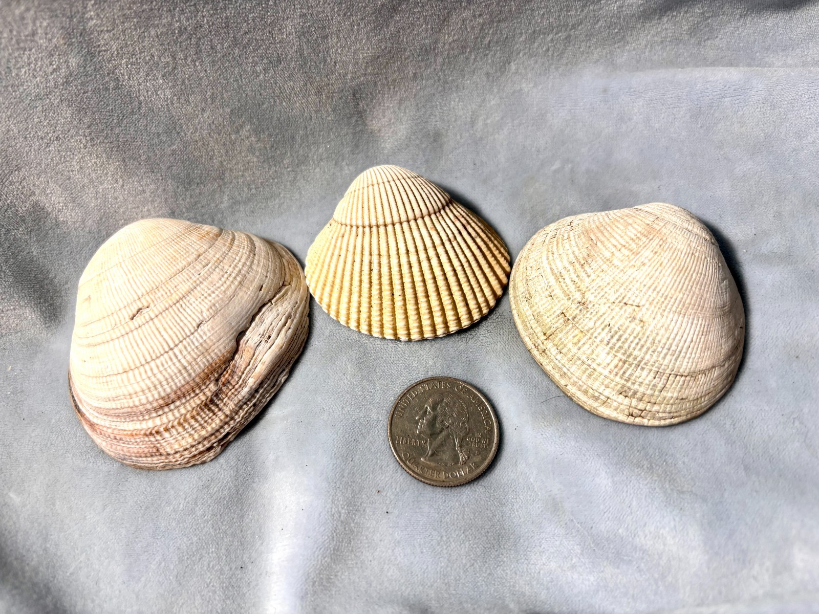 California Beach Shell Lot, Stackable Sea shells 63