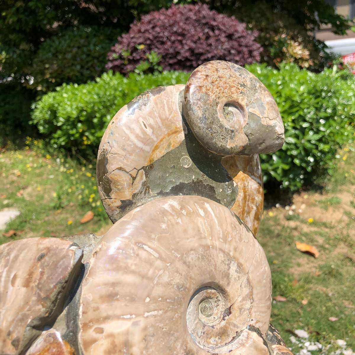 14.71LB Rarem Natural Tentacle Ammonite Fossil Specimen Shell Healing Madagas