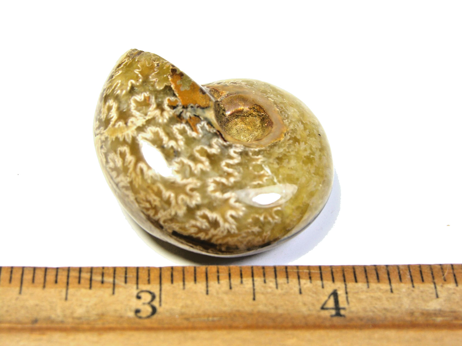 Ammonite fossil polished 1 1/2″ + showing suture lines Madagascar ms18