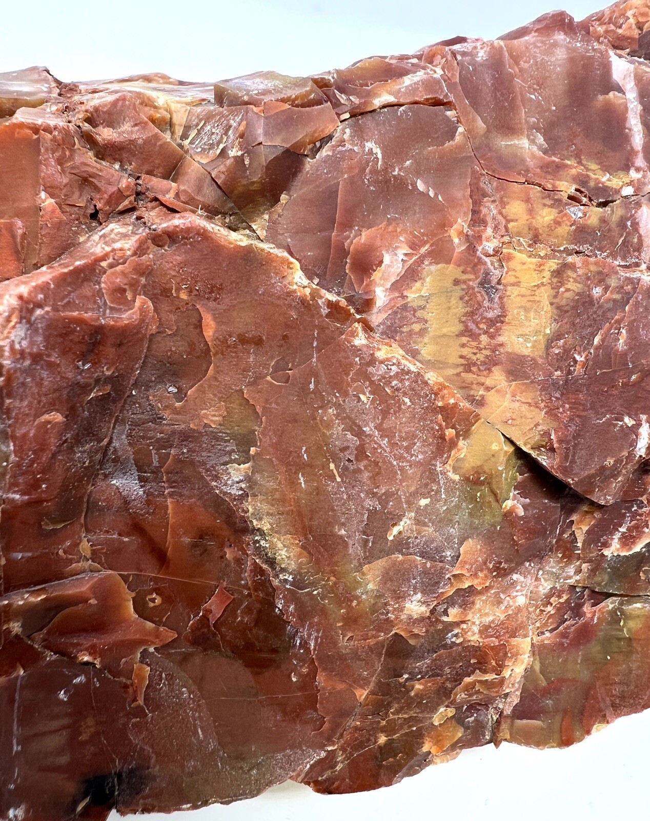 Loose Natural Stone – United States: Raw Petrified Wood 3lb 3oz