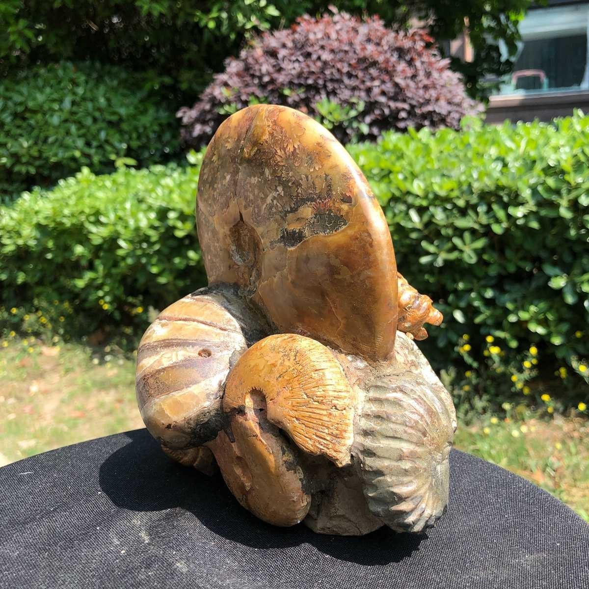 5.08LB Natural Large Beautiful Ammonite Fossil Conch Crystal Specimen Healing