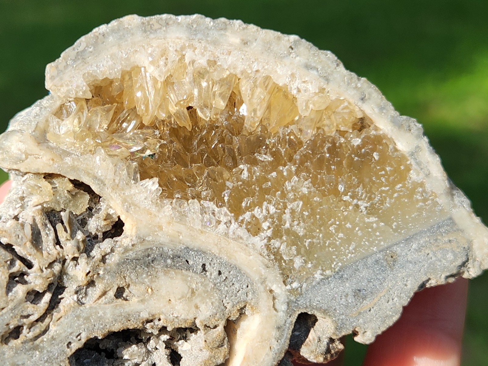 Calcite Crystal WHELK Shell Fossil Rucks Pit Florida dogtooth UV CUT POLISHED