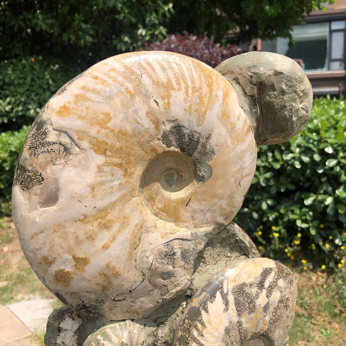 11.61LB Rarem Natural Tentacle Ammonite Fossil Specimen Shell Healing Madagas