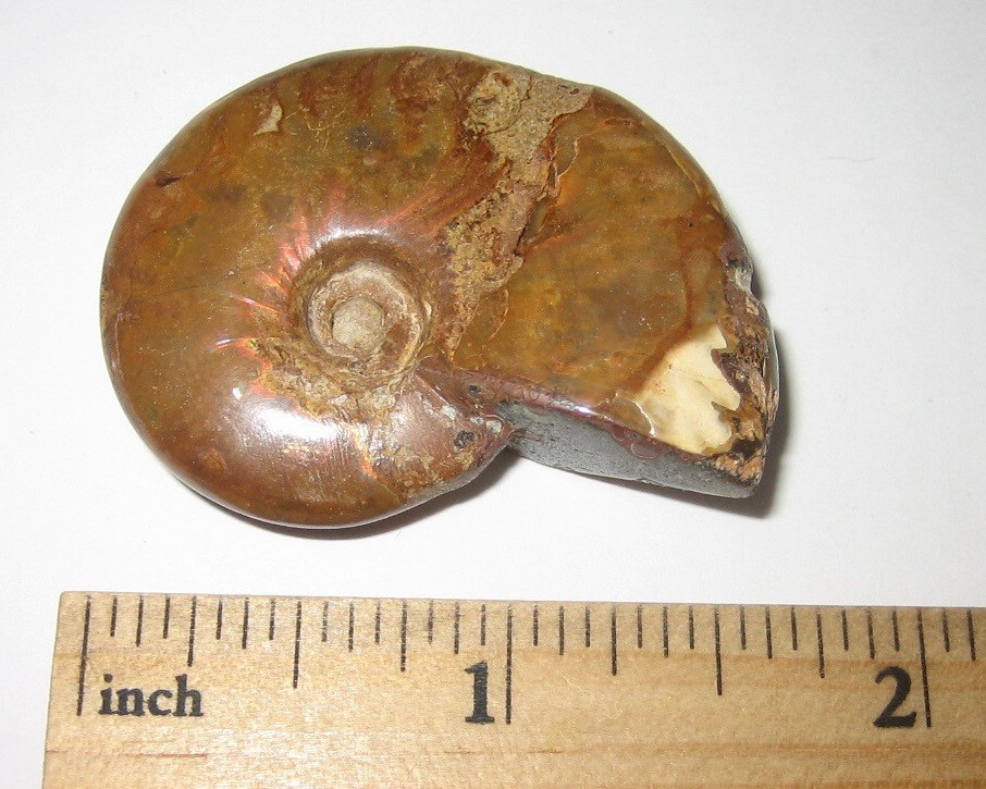 1.6″ POLISHED NATURAL OPALIZED AMMONITE FOSSIL OCEAN SEA SHELL MADAGASCAR 21g *1