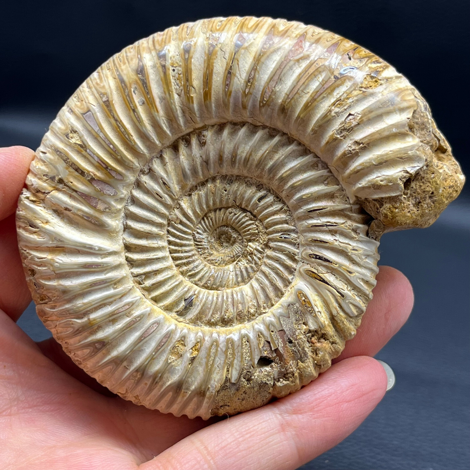 201G Natural conch specimens from Madagascar Rough without any treatment Y8