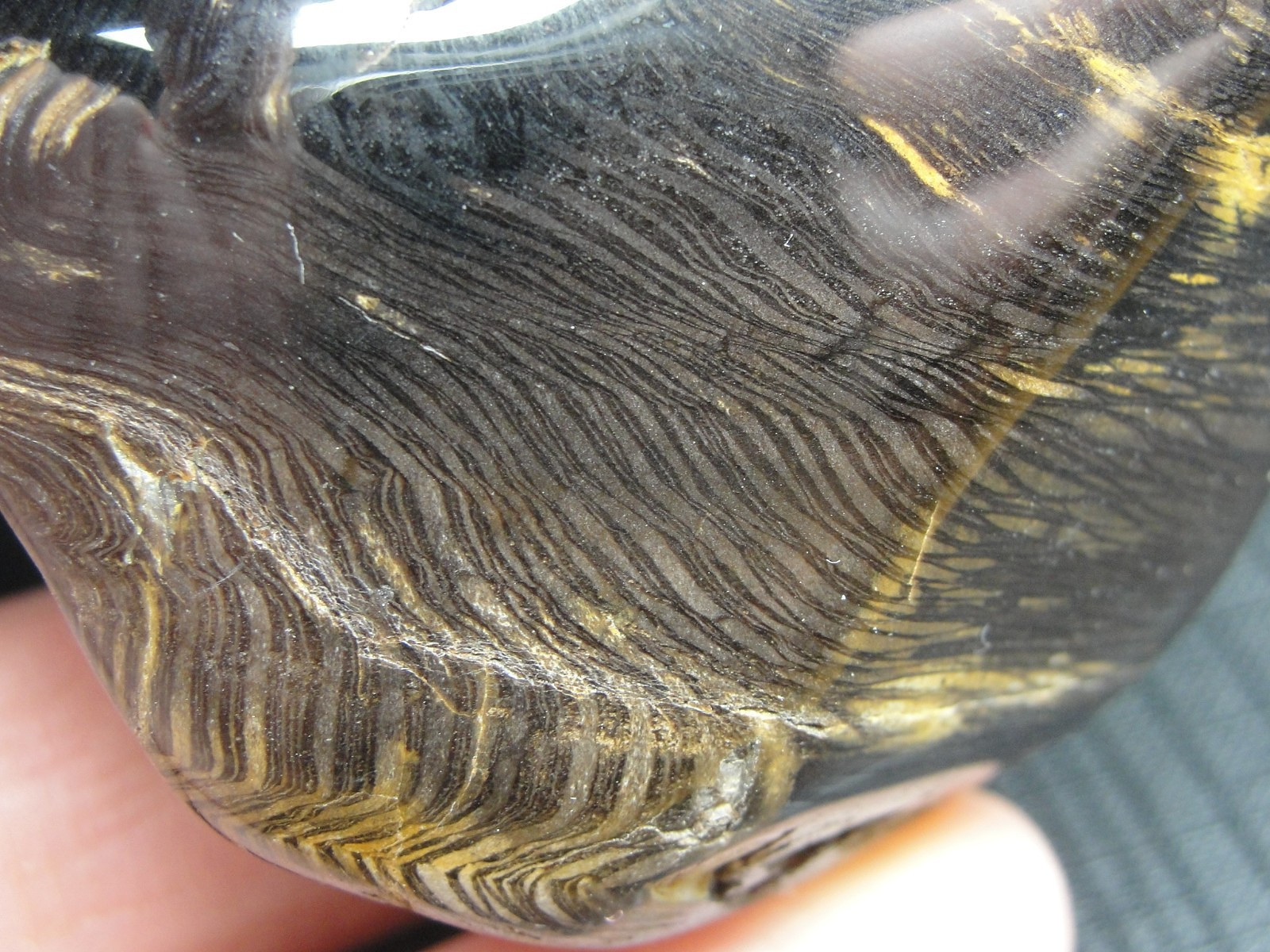 Teredo – Petrified Wood – North Dakota – M-5143 – 77.01g FOUND BY ME and THE FAM