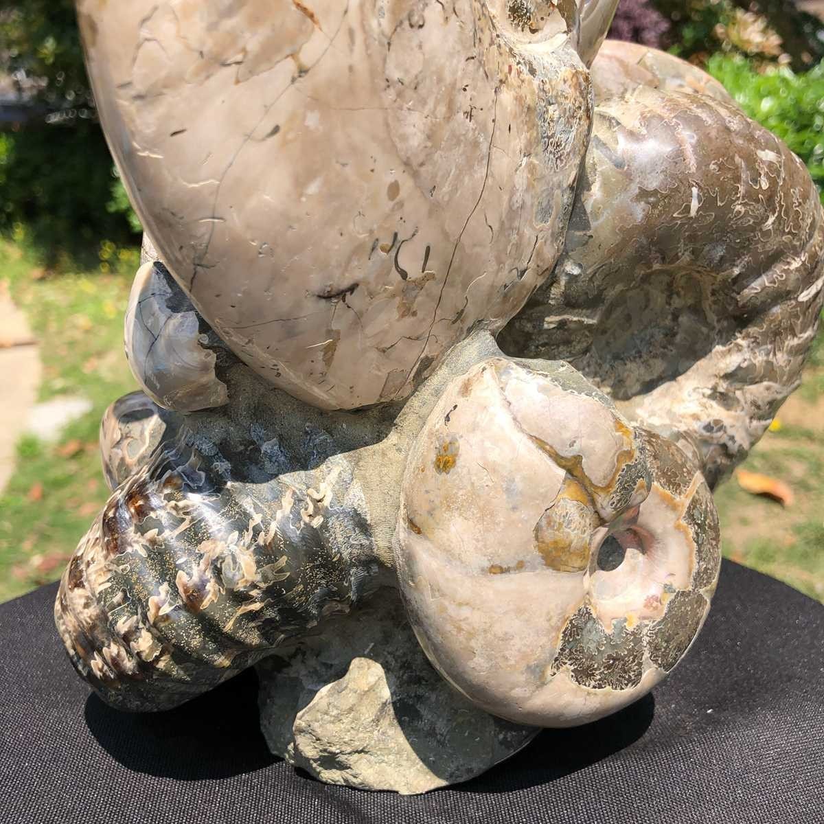14.71LB Rarem Natural Tentacle Ammonite Fossil Specimen Shell Healing Madagas
