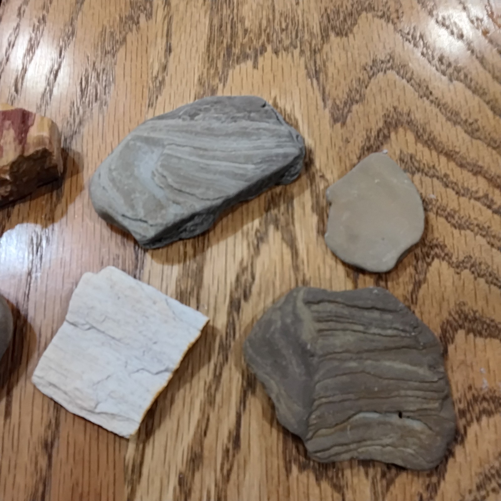 Metamorphic Rock Possible Petrafied Wood Lot