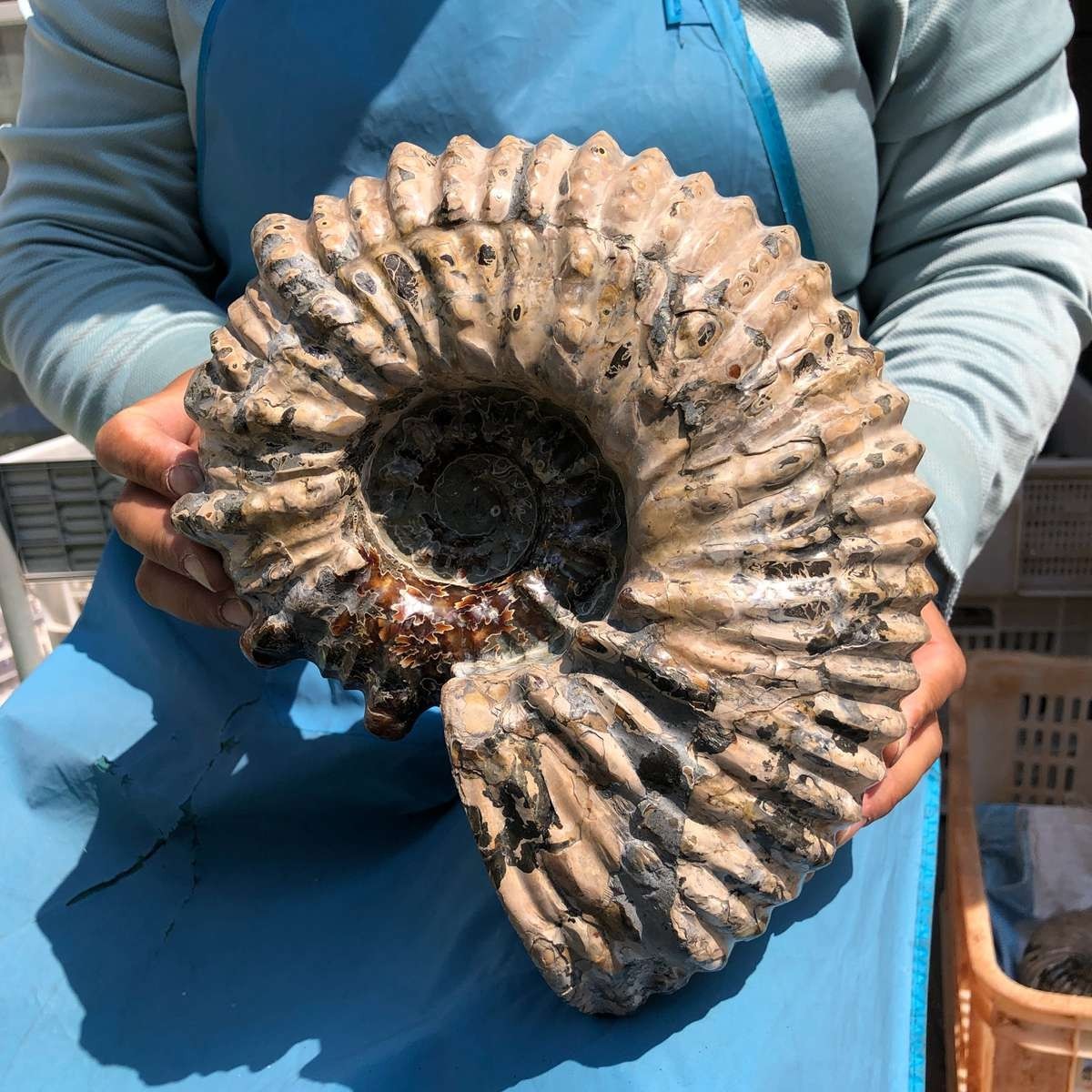 13.33LB Natural Beautiful Ammonite Fossil Conch Crystal Specimen Healing 5382