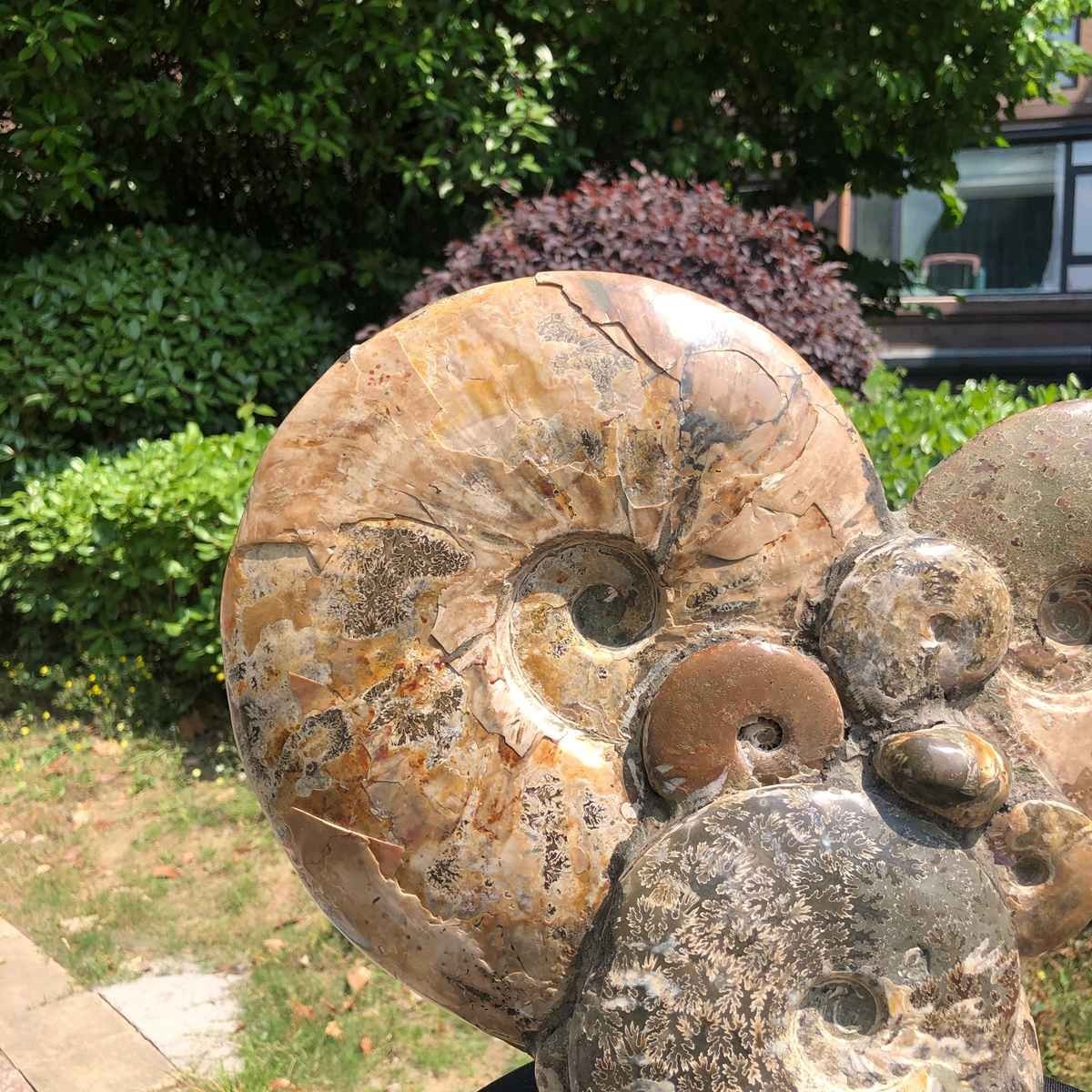 17.46LB Rarem Natural Tentacle Ammonite Fossil Specimen Shell Healing Madagas