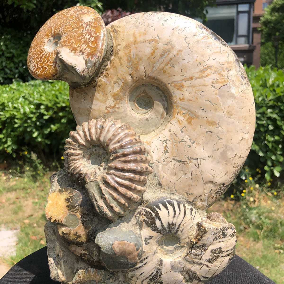 11.61LB Rarem Natural Tentacle Ammonite Fossil Specimen Shell Healing Madagas
