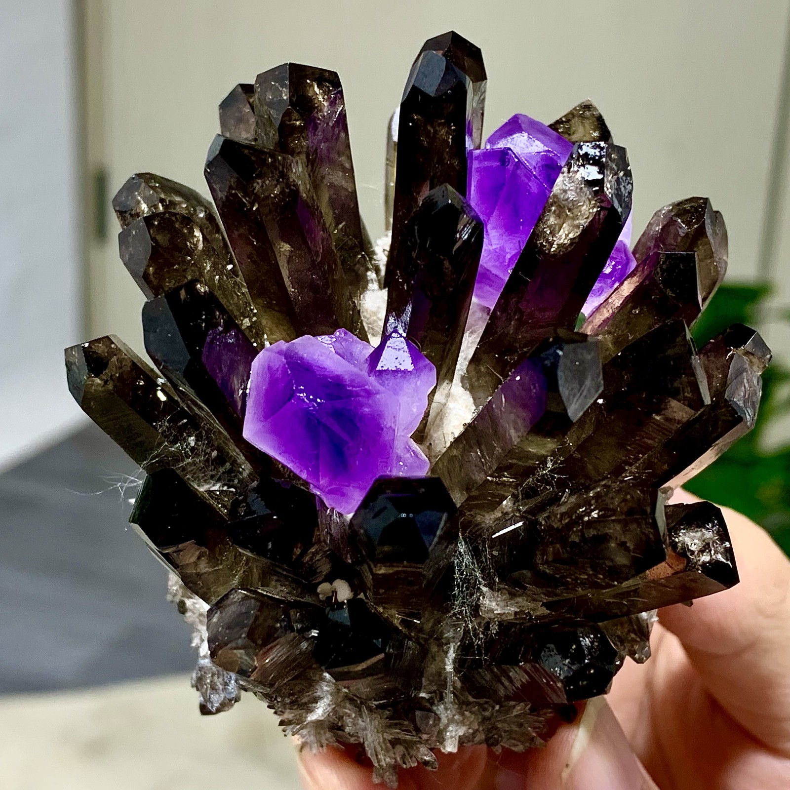 308G New Find black+purple Phantom Quartz Crystal Cluster Mineral Specimen