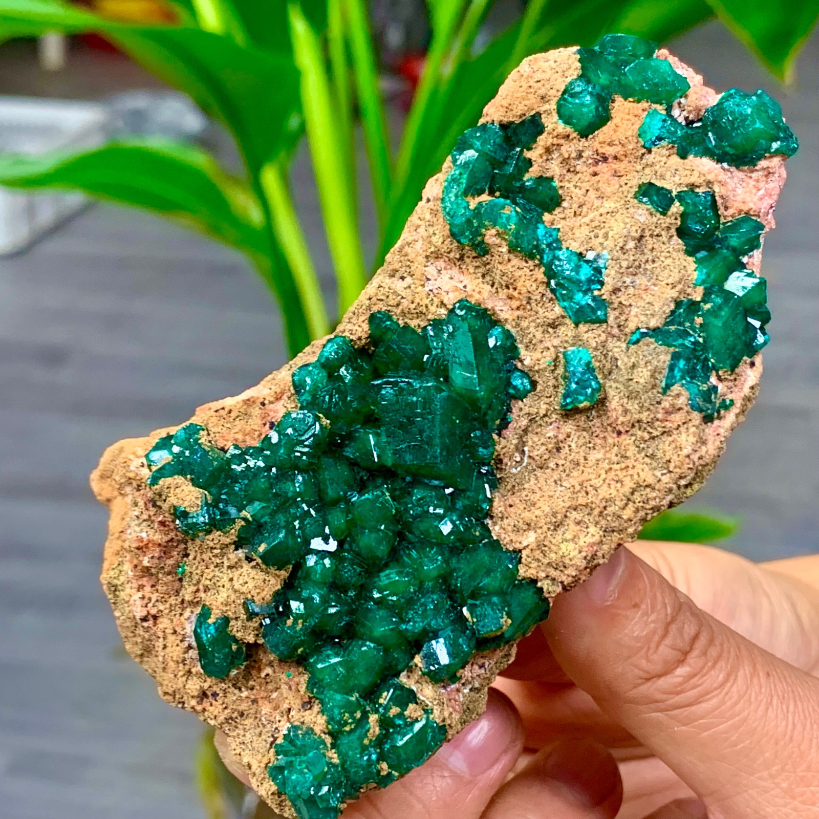 205G Natural green dioptase emerandine gemstone cluster mineral specimen