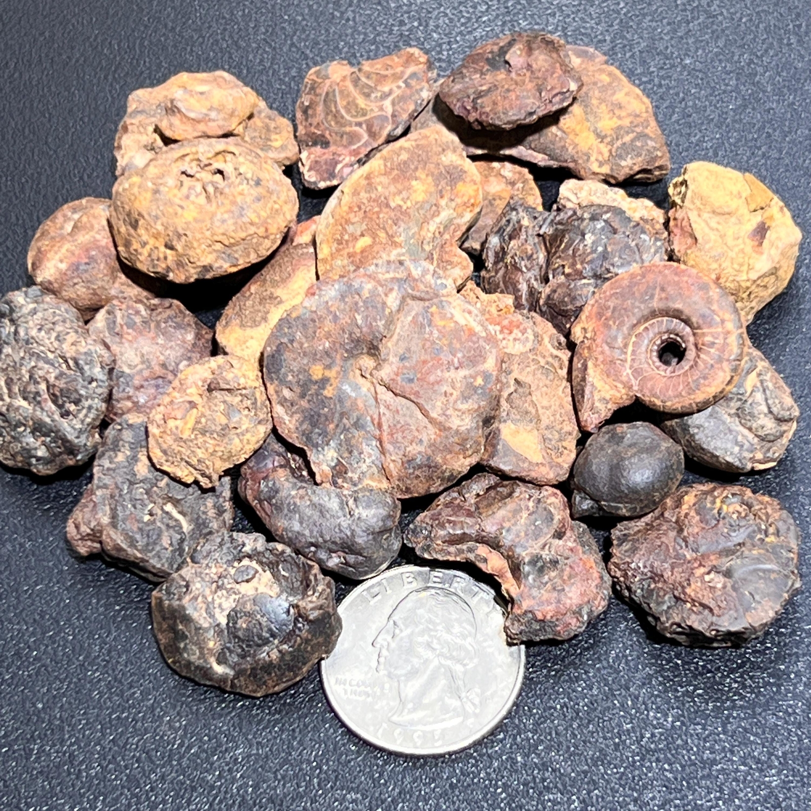 Ammonite Fossils Mixed Quality (By The Ounce Or Pound) Spiral Ammonoids
