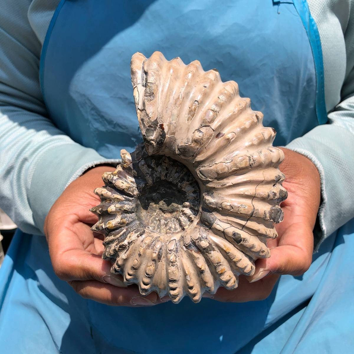 7.15LB 3pc Rare! Natural Tentacle Ammonite Specimen Healing Madagascar