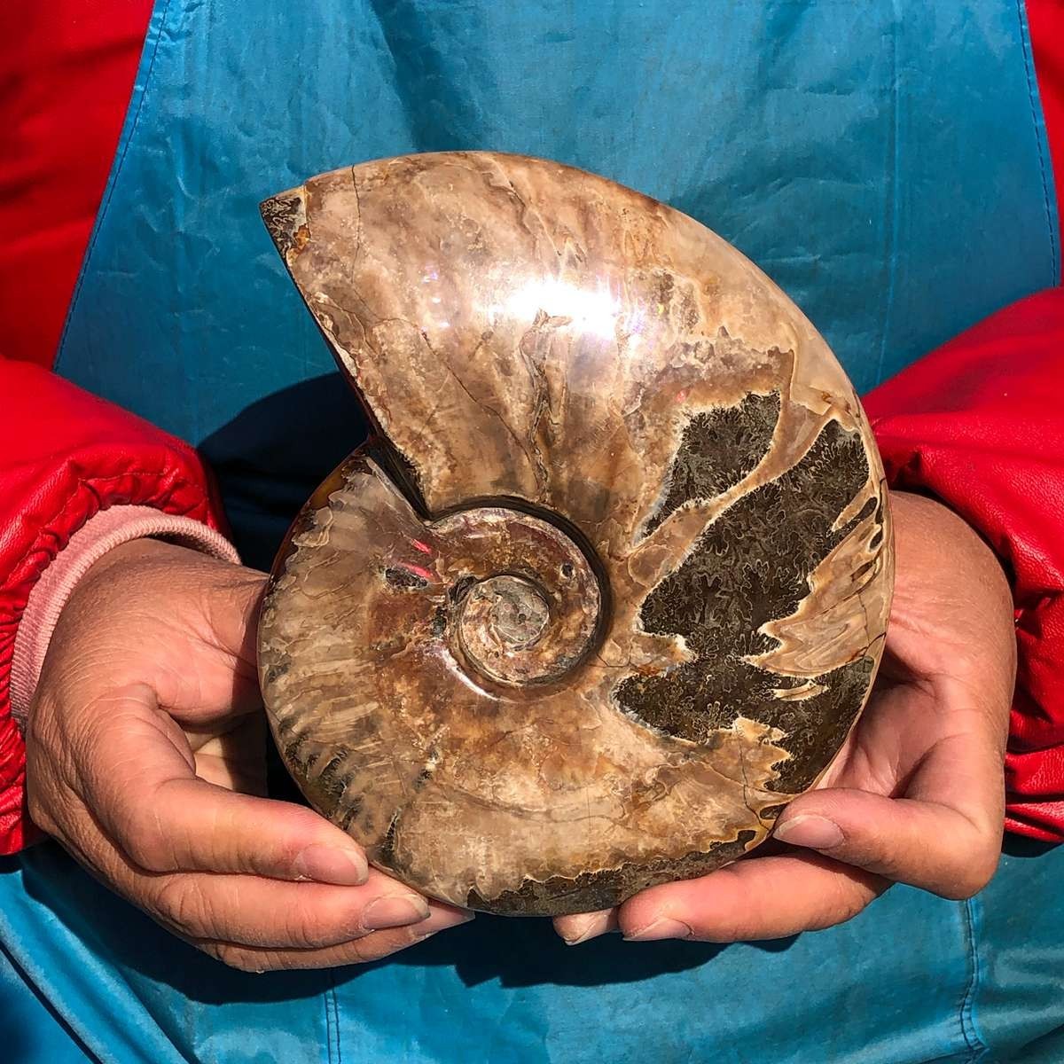 2pcs Natural Beautiful Ammonite Fossil Conch Crystal Specimen Healing