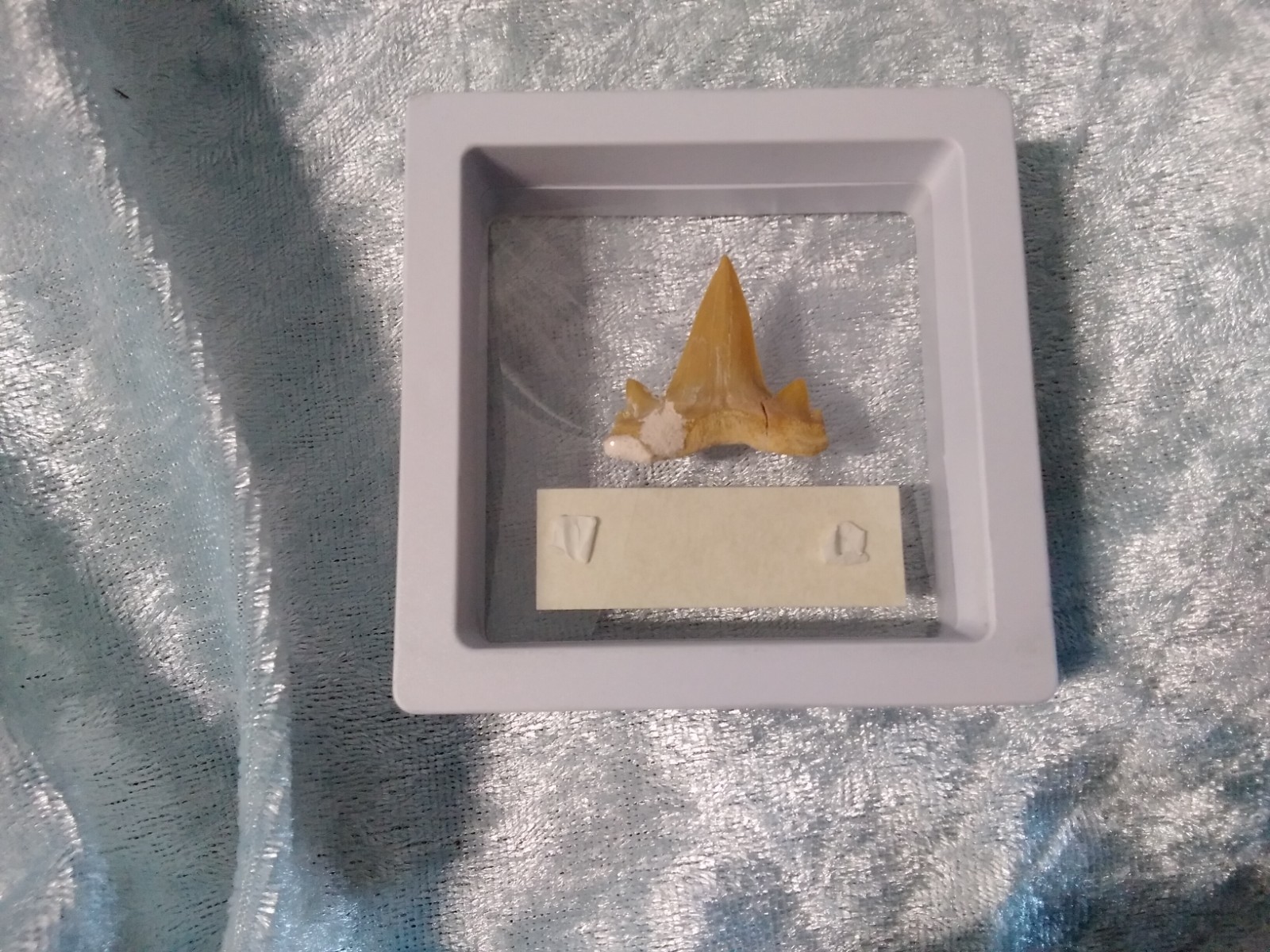 Mackerel Shark Tooth ~ Cretolamna Maroccana, 70 MYO, Morroco ~ Display 7cm (b)