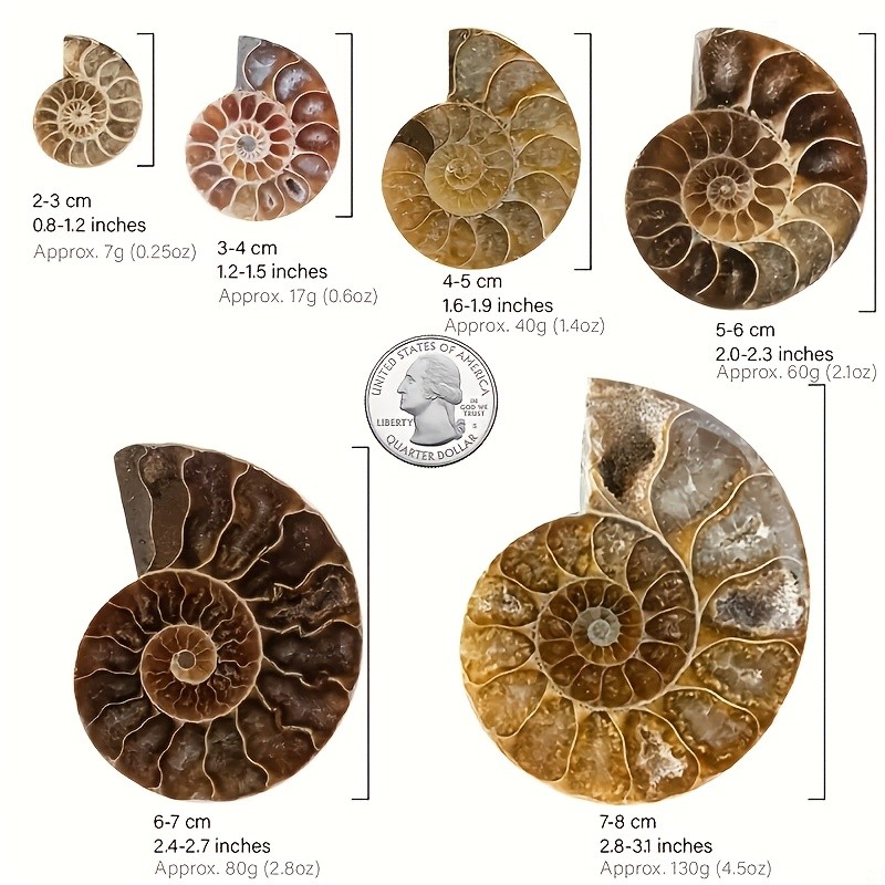 Rare Ammonite Spiral Fossil Shell Conch Mineral Specimen Healing Decor Gift